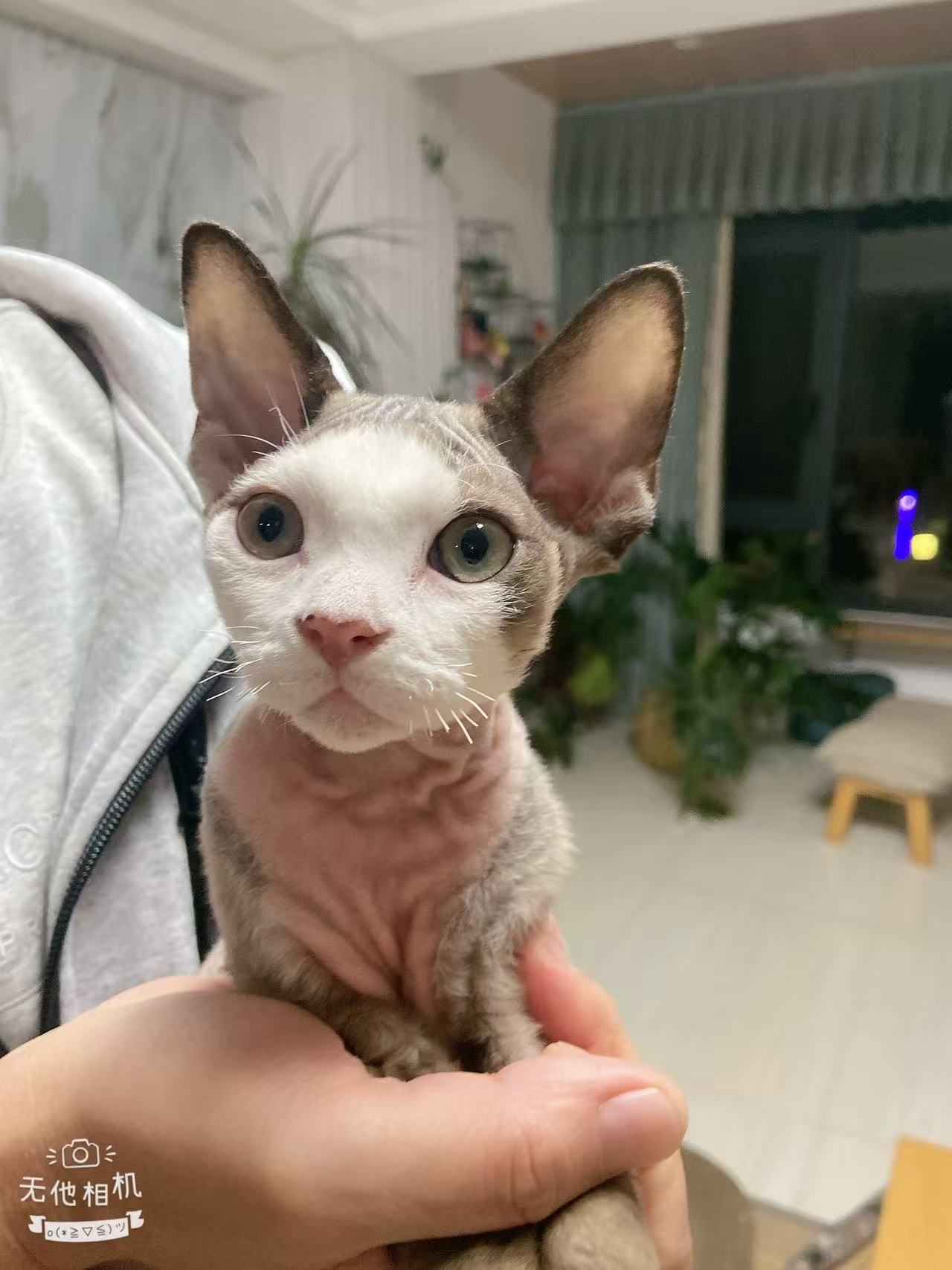 德文开脸，通背，白手套